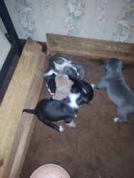 American Staffordshire terriers (pitbull) puppies for sale