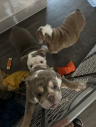English bulldog puppies for sale akc registered