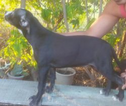 Pitbull puppies for sale in nashik