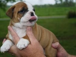 Adorable English Bulldog Puppies For Free Adoption