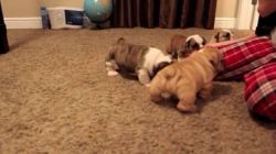 Cute AKC registered bulldog puppies available