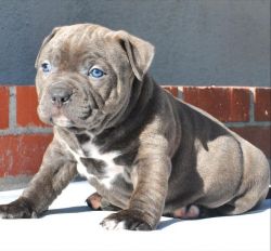 Chunky Blue Nose American Pitbull Terrier Pups