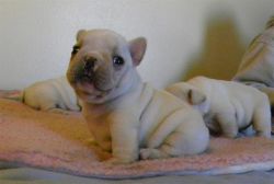 Healthy Akc Registered French Bulldog Puppies