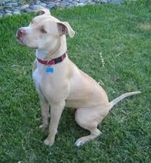 Registered American Pitbull Terrier