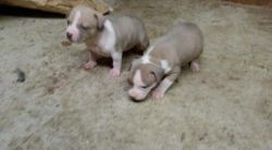 pit bull puppies