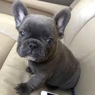 male and female blue french bulldog pups