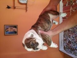 English bulldog Puppies for sale now!!*