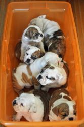 AKC English Bulldog puppies - 10 weeks