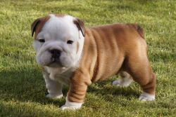 Beautiful British Bulldog Puppies For Sale Kc Reg