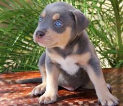 Charming Pitbull Puppies For Free Adoption