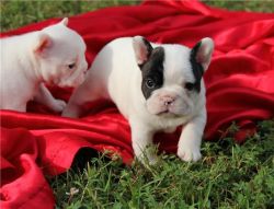 Kc Reg British Bulldog Puppies For Sale