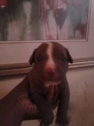 Baby Pitts for sale
