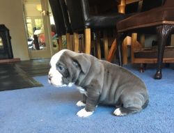 bull dog puppies for sale