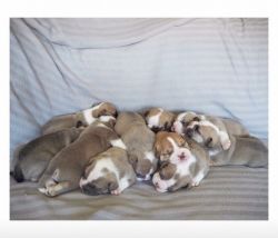 Bull dog for pups for sale