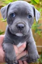 High Quality Blue Staffordshire Bull Terrier Pups