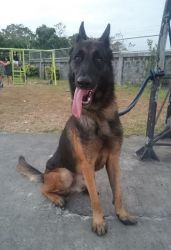 QUALITY AGGRESSIVE STUD DARK SABLE BELGIAN MALINOIS IMPORTED LINEAGE