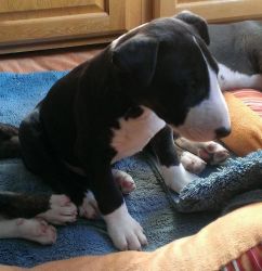 Excellent & Registered English Bull Terriers for sale