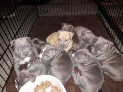 blue pitbull pups