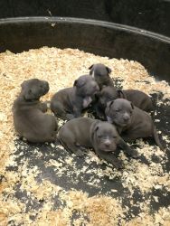 Bully pit puppies