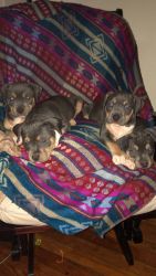 11 puppies for sale 8 weeks old Tri- Color Bully