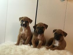 Puppies looking for their forever home ♥️