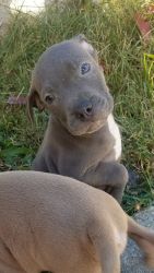 Pitbull Puppies For Sale