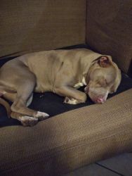 Pitbull female for sale house trained 10 months