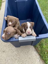 Two month old pit bull puppies for sale