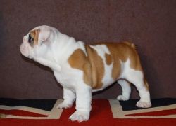 male and female Teacup bulldog puppies