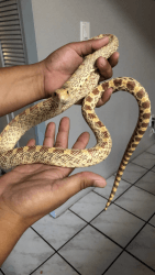 Hypo bull snake for sell (Message me)