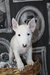 English mini bull terrier puppies for adoption