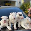 Bull terrier pups looking for homes