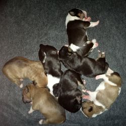 4 pups Available
