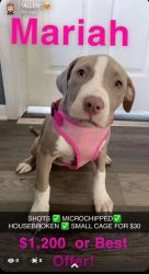 14 Week Mixed Blue & Red Nose XL Bully Pit