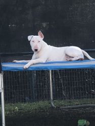 Two Adult 4 year old Bull Terriers