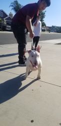 Selling 1 year old bull terrier