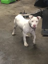 White with blue eyes pit bull terrier.