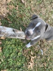 16 week old Pitbull puppy