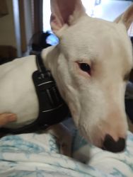Beautiful Bull terrier 9 months old male
