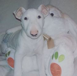 All white Bull terrier puppies for new homes