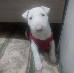 Registered Bull terrier puppies available