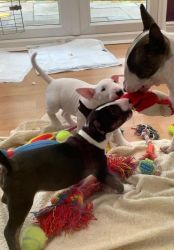 AKC Gorgeous Male And Female Bull Terrier Puppies 6