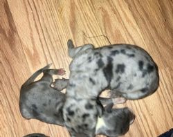 Fresh puppies