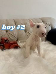 Symuper cute and healthy 8 weeks old Bull Terrier