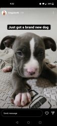 Beautiful bull /pit gray and white blue eyed female