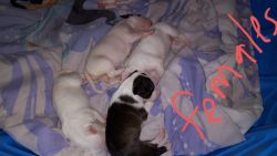 9 sweet English Bull terrier puppies