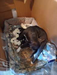 Pitt bull pups almost ready to sell 5 white 2 black