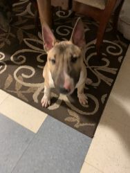 English Bull terrier amazing and friendly