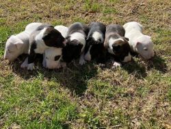 Bull terrier pupies for sale