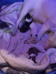 English bull terrier puppies CKC registered